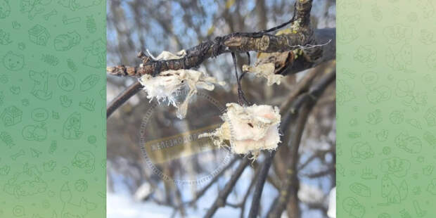В Балашихе неизвестные крадут сало из кормушек для синиц