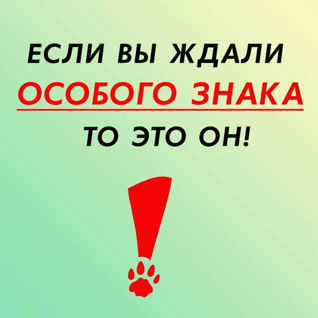 Когда её изредка берут в дом, она, не веря своему счастью, тихонько мурчит. Ей очень нужен настоящий ДОМ!!!