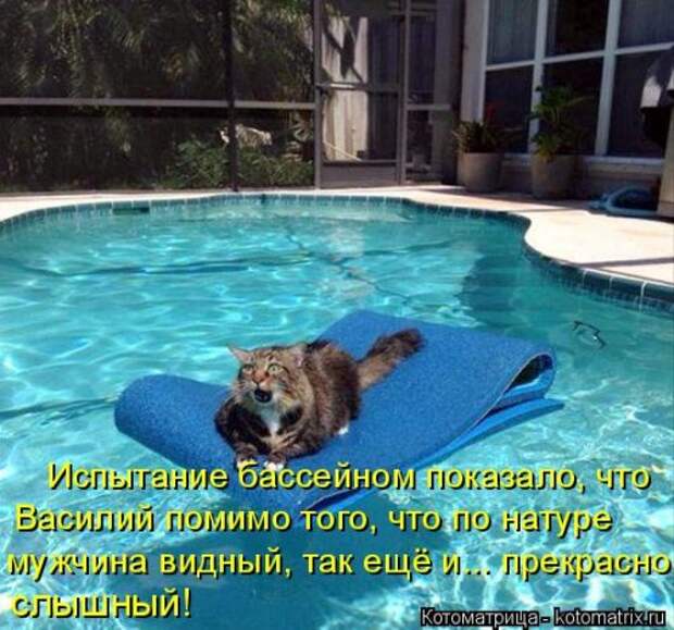 Новая котоматрица для всех (30 фото)