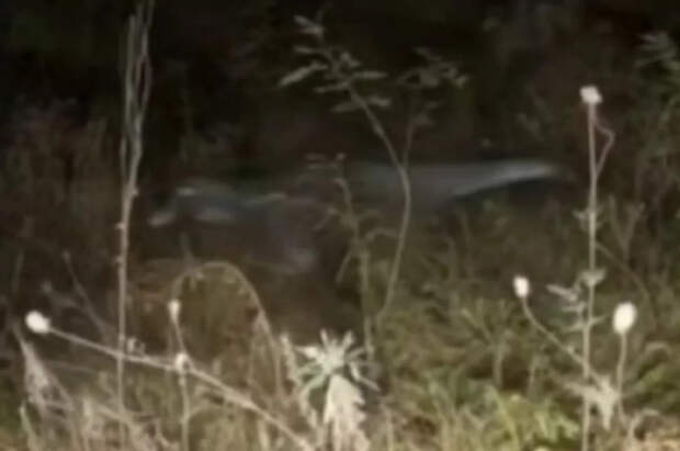 В Сети появились кадры из Конго с загадочным животным, похожим на динозавра