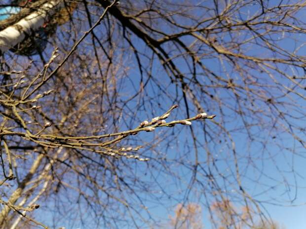 Середина апреля принесет в Петербург превышение нормы на 3-5 градусов