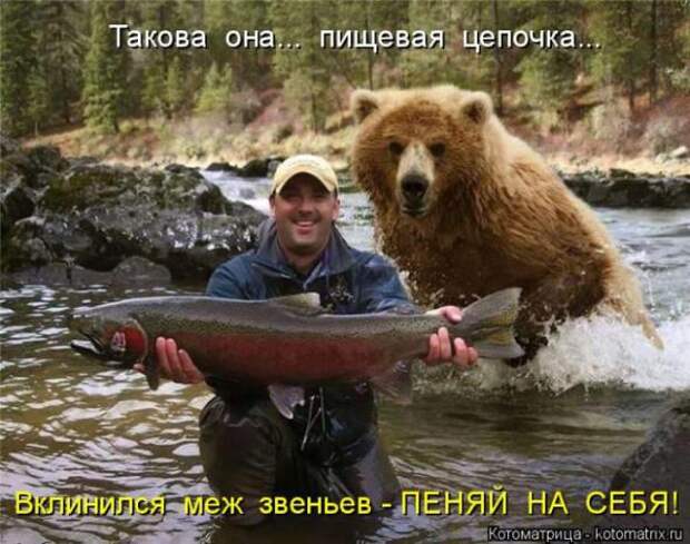 Котоматрицы(картинки с надписями)