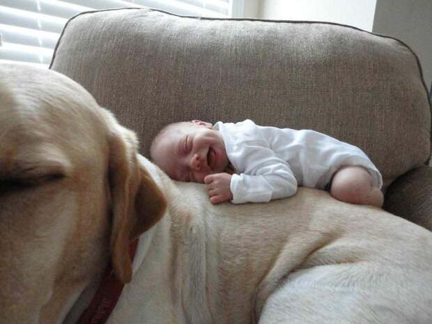 My Nephew And His Yellow Lab