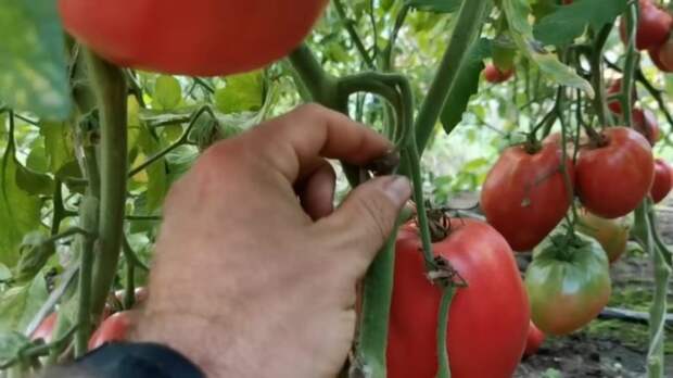 На что еще следует обратить внимание при выборе томатов на семена