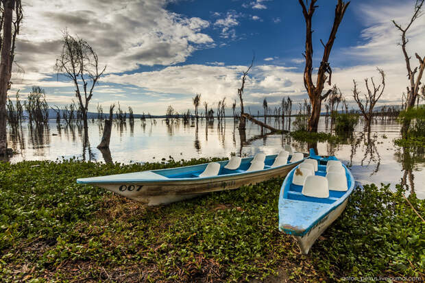 Озеро Найваша — в гостях у бегемотов