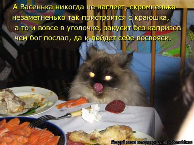 Лучшие котоматрицы недели (50 фото)