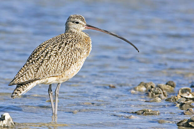 https://upload.wikimedia.org/wikipedia/commons/thumb/0/08/Curlew_-_natures_pics.jpg/1200px-Curlew_-_natures_pics.jpg