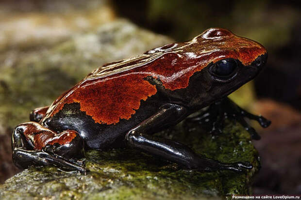 Портреты животных