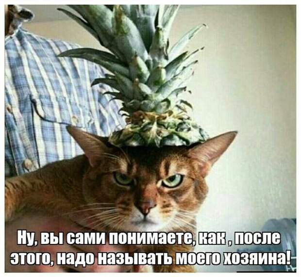 Свежие мемы на сегодня (03.05.2023)