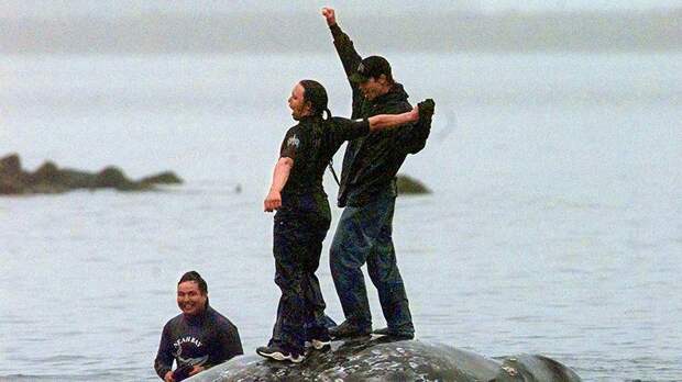 Индейское племя маках добилось в США разрешения охотиться на китов впервые за 25 лет