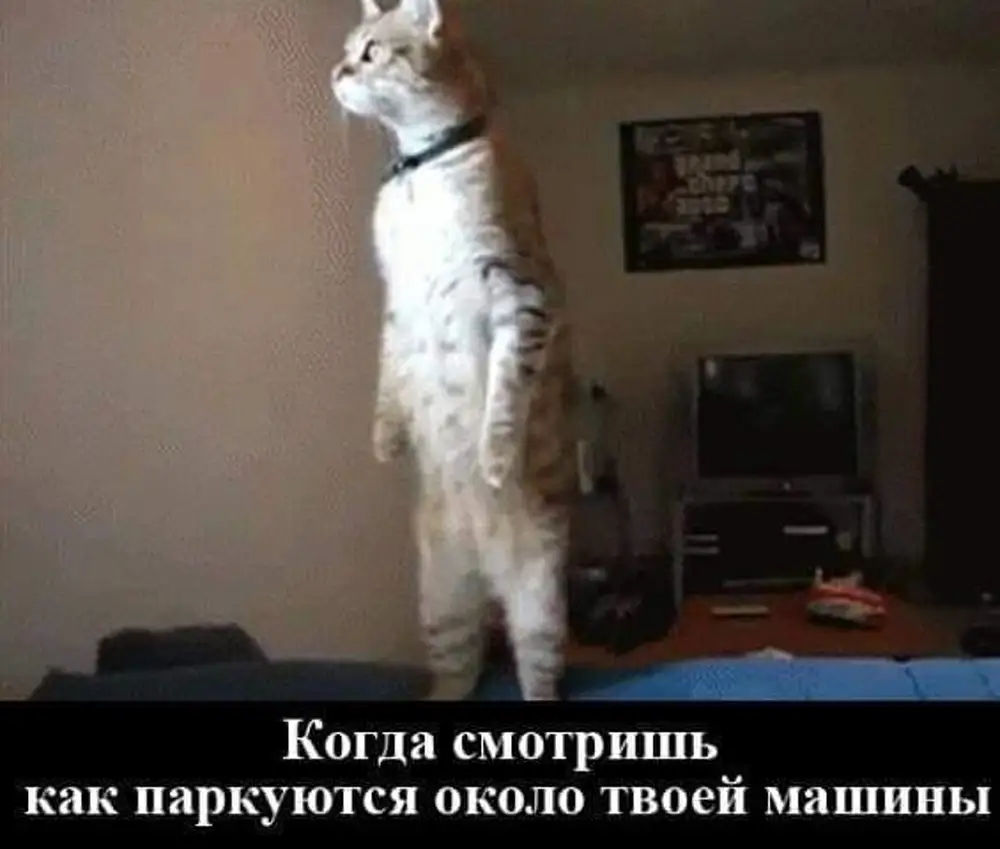 Кот слушает гимн. Кот на задних лапах. Кот стоит. Коты стоят на задних лапах. Прикольный кот на задних лапах.