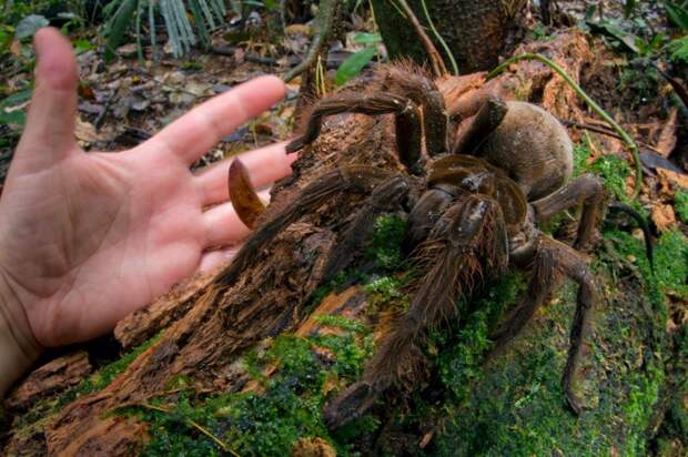 Bigpicture ru 1 goliath birdeater