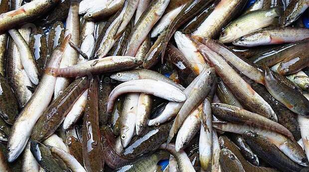 Капризы эволюции: рыба станет мельче