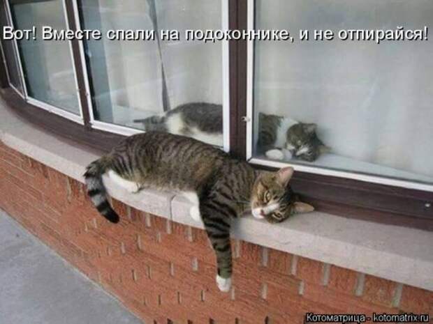 Отличная котоматрица на Бугаге (35 фото)