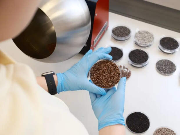 Сибирские ученые создали экологичный гель для обработки семян