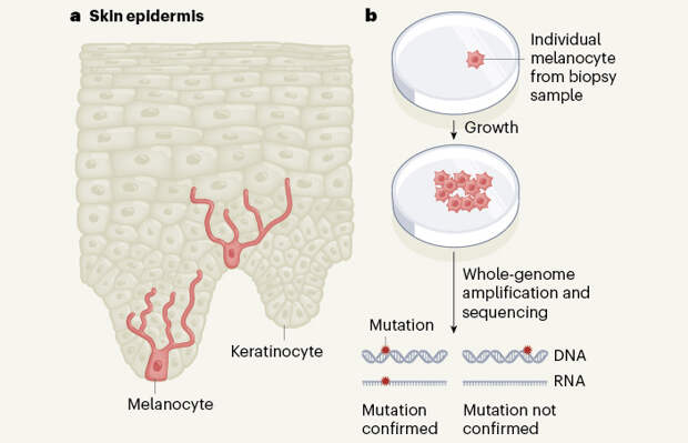 Генотипирование отдельных меланоцитов кожи выявило пути их онкогенной трансформации