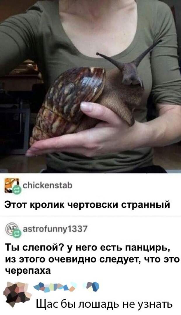 kartinok-prikolnyh-podborka-kartinki-smeshnye-kartinki-fotoprikoly