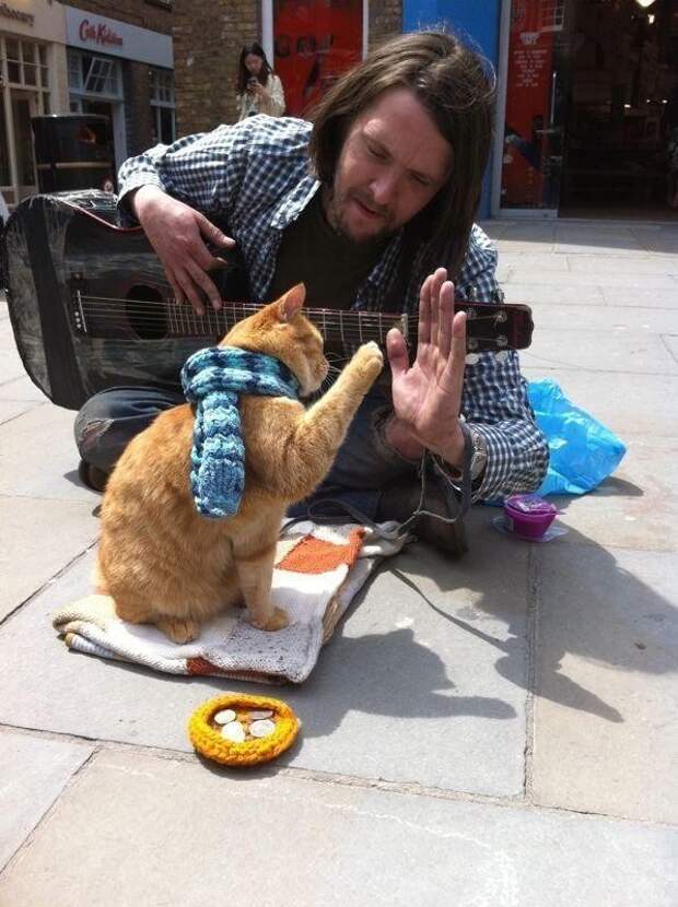 Bobthecat23 Рыжий кот Боб