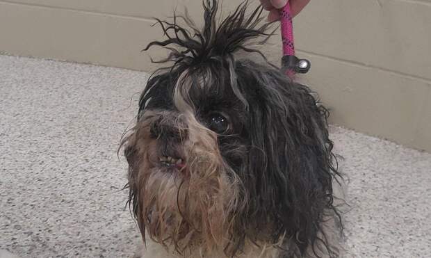 Никогда не сдавайтесь: женщина чудом нашла собаку, пропавшую 9 лет назад