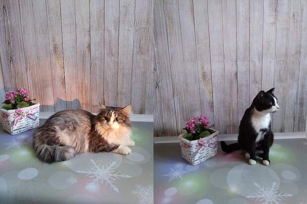 А эти кошки ищут новый дом... 