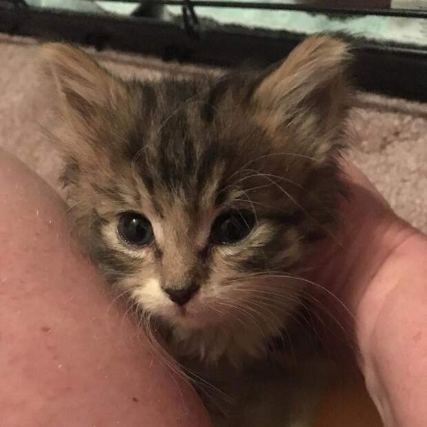 http://goodnewsanimal.ru/_nw/70/s84896393.jpg