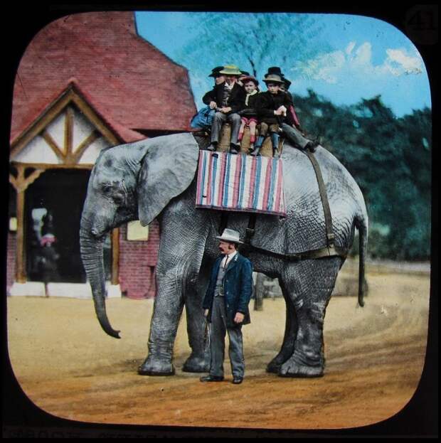 Удивительные цветные фотографии первых животных, содержащихся в лондонском зоопарке в цвете, живность, животные, зоопарк, интересно, прошлое, фото