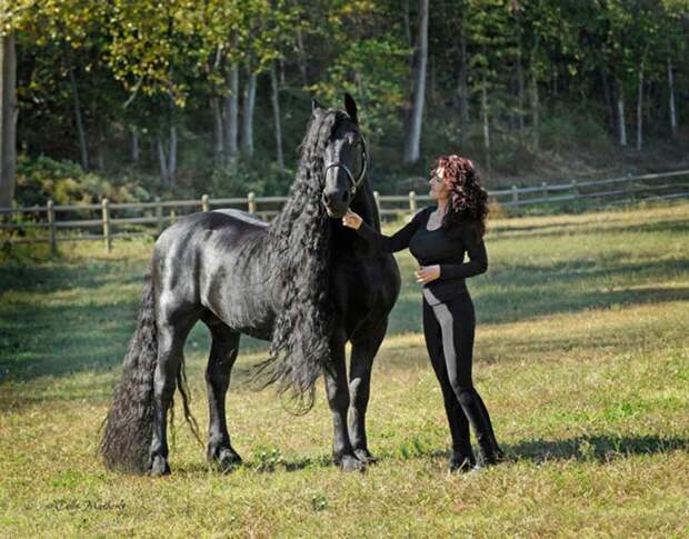 Фредерик Великий — конь, которого многие люди считают самой красивой лошадью в мире.
