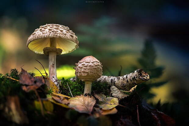 Грибы в фотографиях Martin Pfister Грибы в фотографиях Martin Pfister