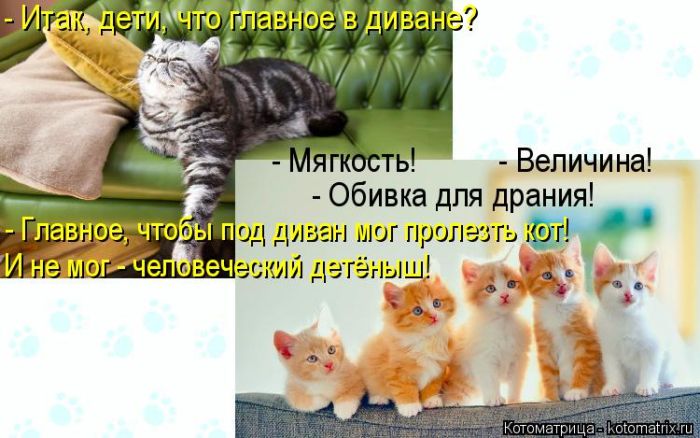 Лучшие котоматрицы недели (50 фото)