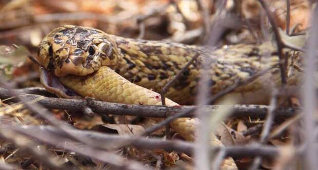 cape cobra cannibalizing another cobra