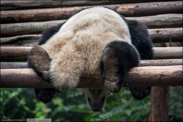 panda11