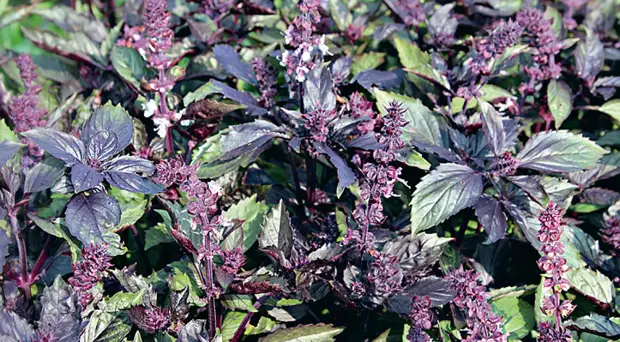 Выбираем сорта базилика на любой вкус: с ароматом лимона, карамели и другие