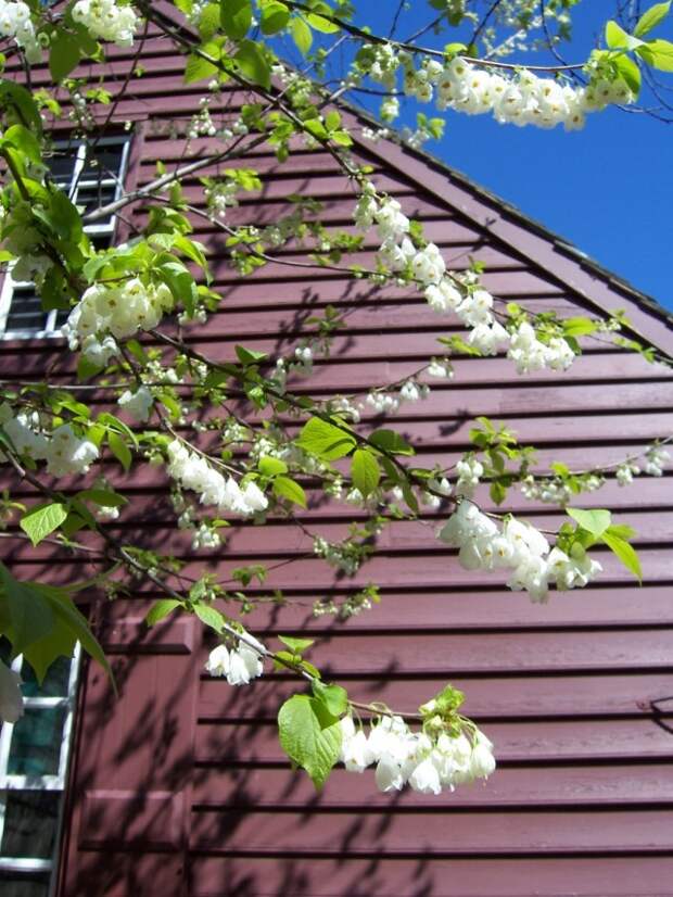 Халезия, или Галезия горная (halesia tetraptera)