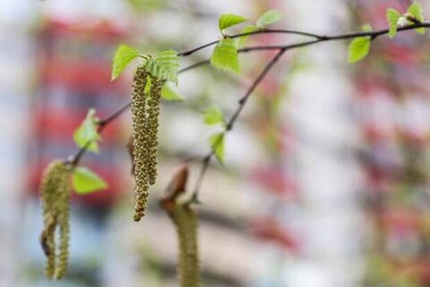 Чихать на работе не дадут: когда аллергия даёт право на больничный, а когда — нет