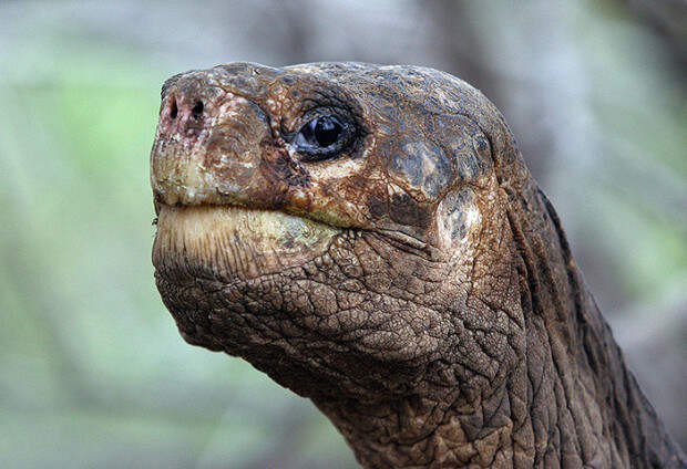 Lonesome George close up
