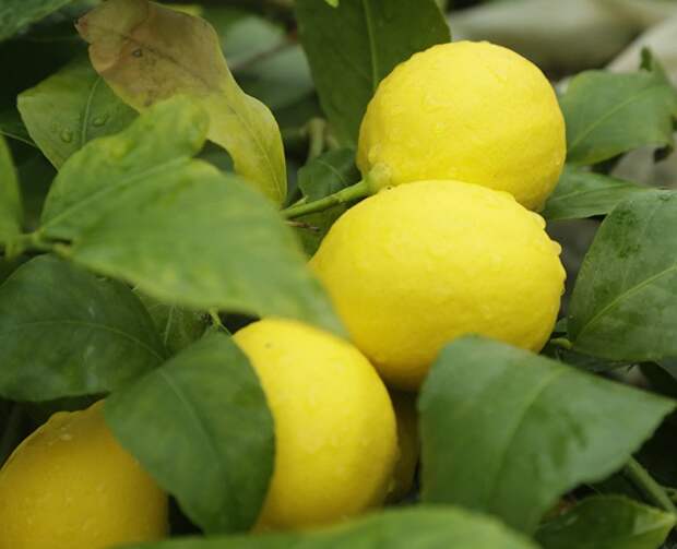 Кусочек Сицилии в Крыму: как зимой попасть на экскурсию в солнечное лето