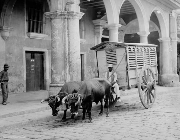 Повозка с мясом, 1903.