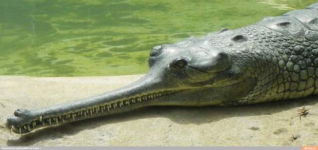 Гангский гавиал. Эдакий крокодил light. животные, интересное, удивительное, фото