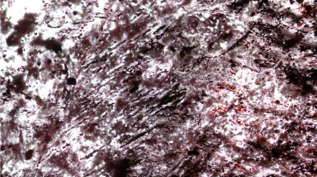 first life on earth ancient microfossils early life earth