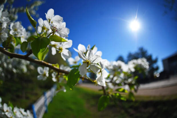 Каким будет лето в России в 2026 году: прогноз синоптиков