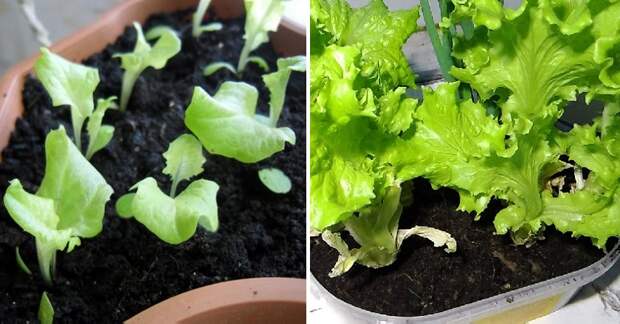 как вырастить салат