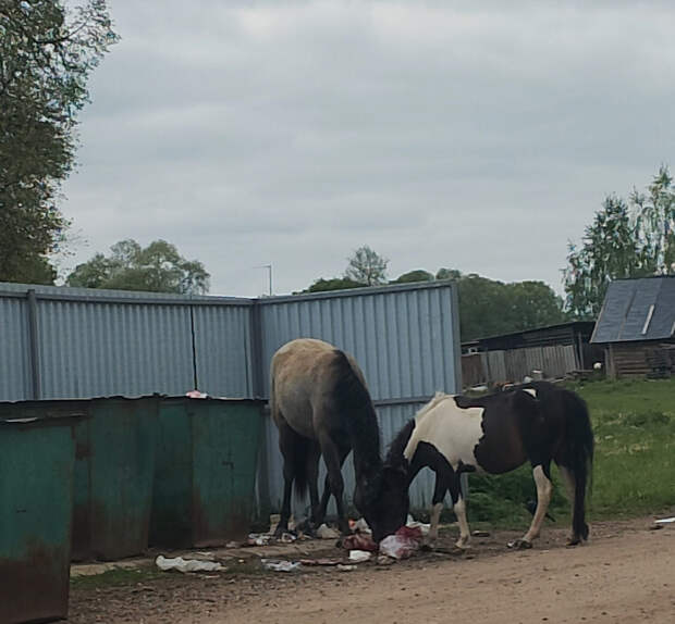 В Смоленской области табун лошадей терроризирует деревню