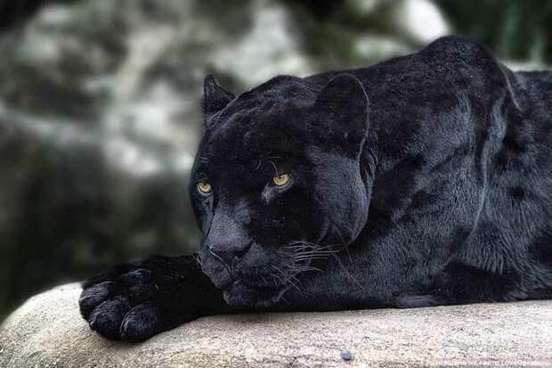 Портреты животных