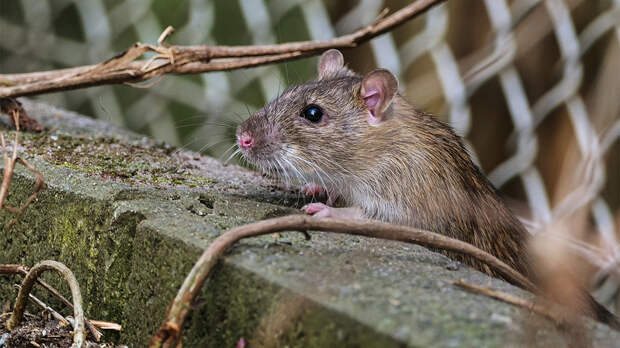 «Вселенная-25»: чем закончился жуткий эксперимент