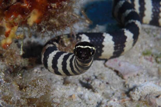 Морская змея — меланист