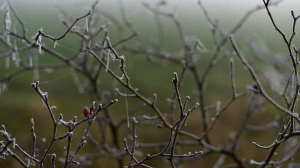 Заморозки придут в Крым уже завтра