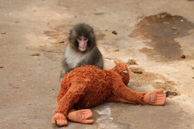 Пользователи соцсетей грустят из-за детёныша макаки и плюшевого орангутана, заменившего ему мать
