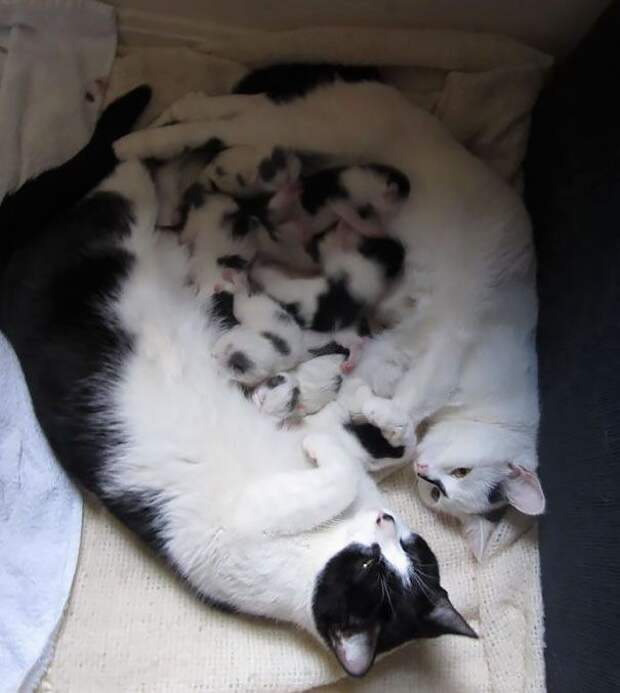 18 кошек доказывающих, что любить может каждый кошки которые умеют любить, кошачья любовь