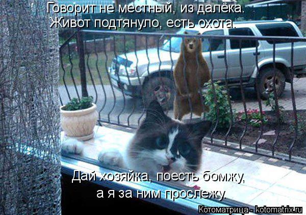 Лучшие котоматрицы недели (50 фото)