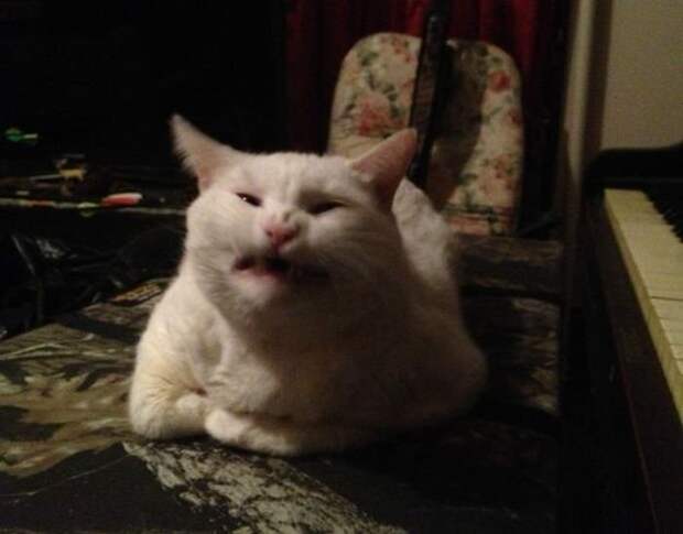 zhivotnye-chihayuschie-kartinki-koshki-sobaki-smeshnye-zhivotnye-kote